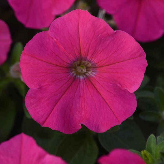 Madness® 'Rose' - Petunia from Robinson Florists