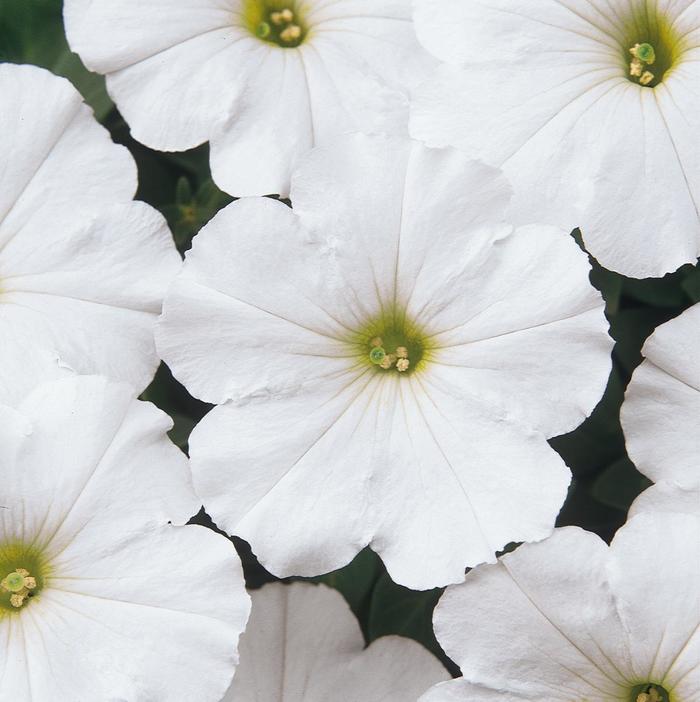 Madness® 'White' - Petunia from Robinson Florists