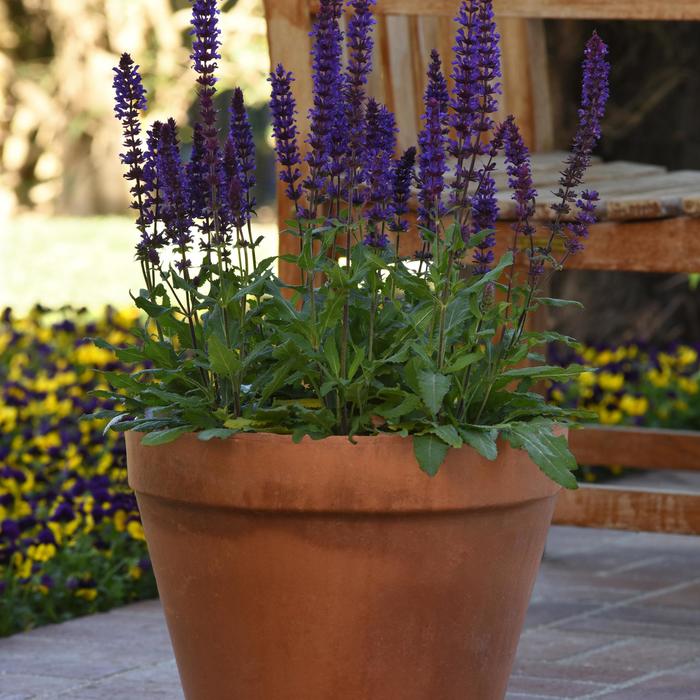 'Salvatore Blue' Meadow Sage - Salvia nemorosa from Robinson Florists