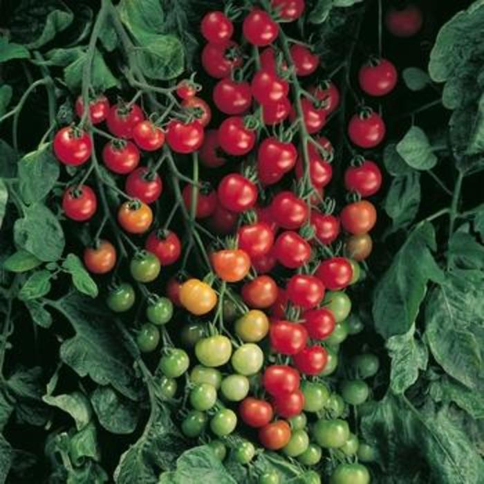 'Super Sweet 100' Tomato - Lycopersicon esculentum from Robinson Florists