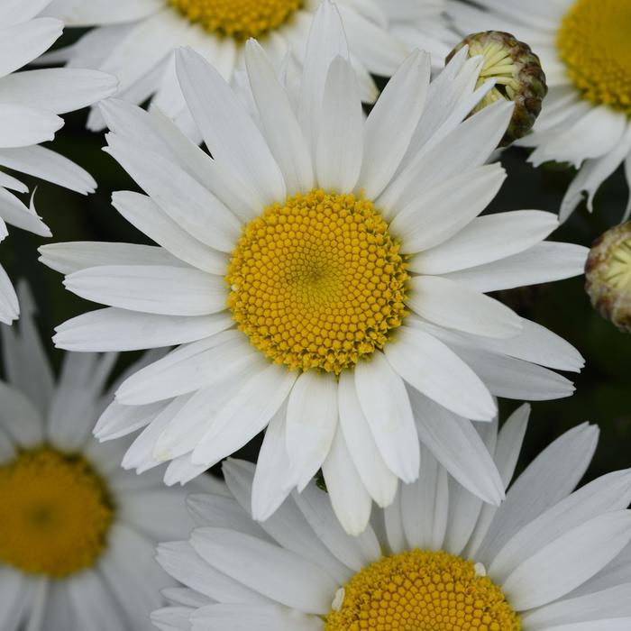 'Madonna' Shasta Daisy - Leucanthemum x superbum from Robinson Florists