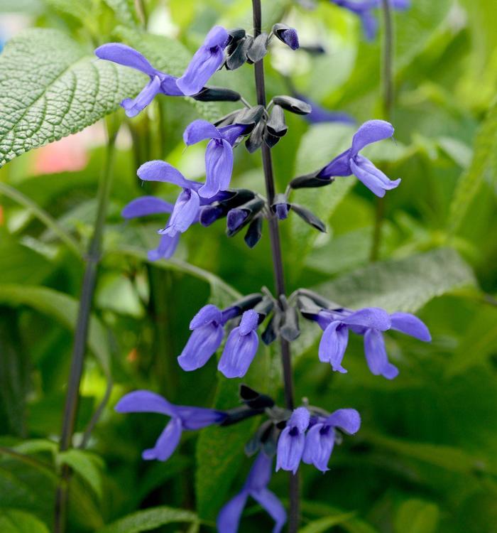 'Black & Bloom' Sage - Salvia guaranitica from Robinson Florists