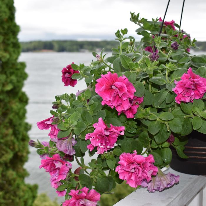 Rocky Mountain™ 'Violet' - Pelargonium x hortorum (Zonal Geranium) from Robinson Florists