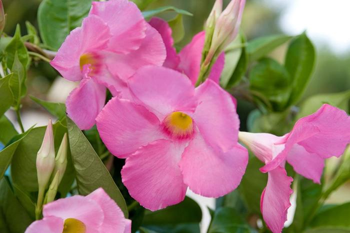 Sun Parasol® 'Giant Pink' - Mandevilla from Robinson Florists