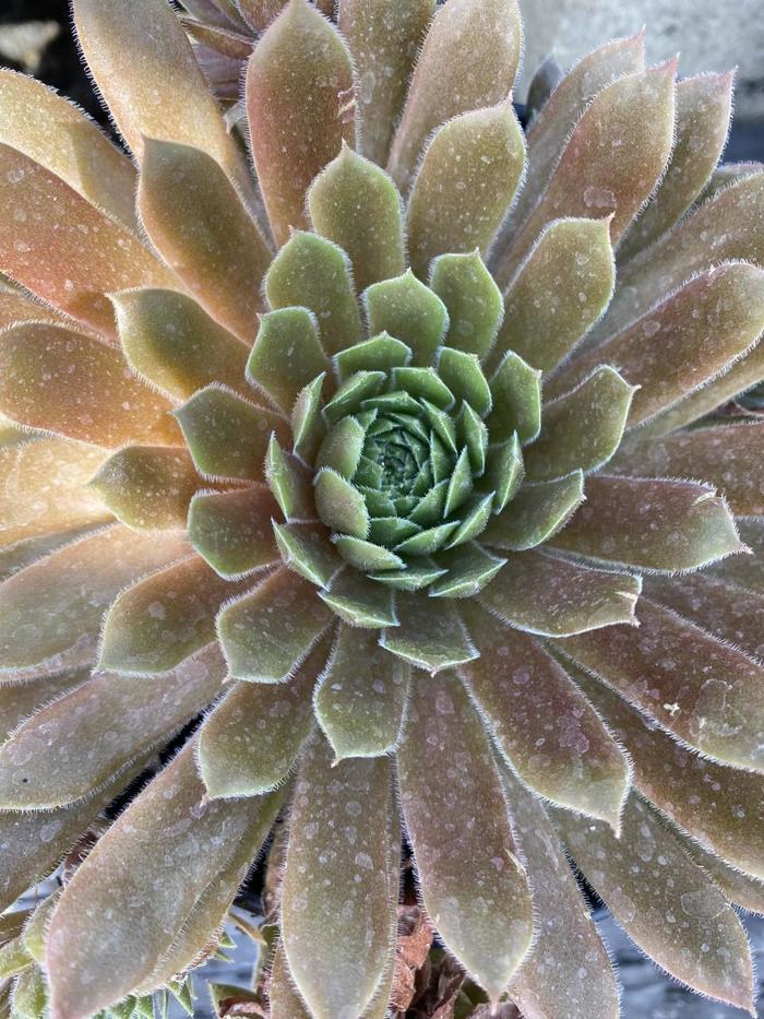 'Spring Beauty' Hen and Chicks - Sempervivum from Robinson Florists