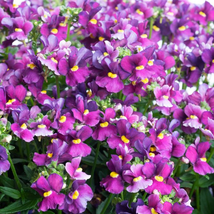 Escential™ 'Bumbleberry' - Nemesia from Robinson Florists