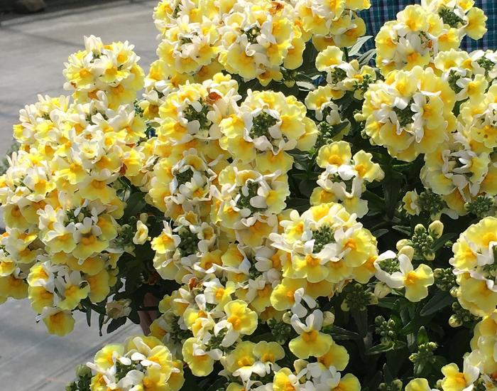 Aroma Yellows™ 'Banana Split' - Nemesia from Robinson Florists