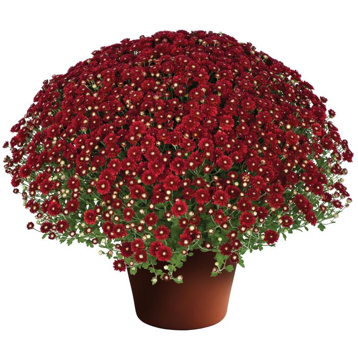 'Aideen™ Red Fire' Garden Mum - Chrysanthemum x morifolium from Robinson Florists