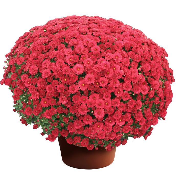 Danielle™ Red - Chrysanthemum x morifolium (Garden Mum) from Robinson Florists