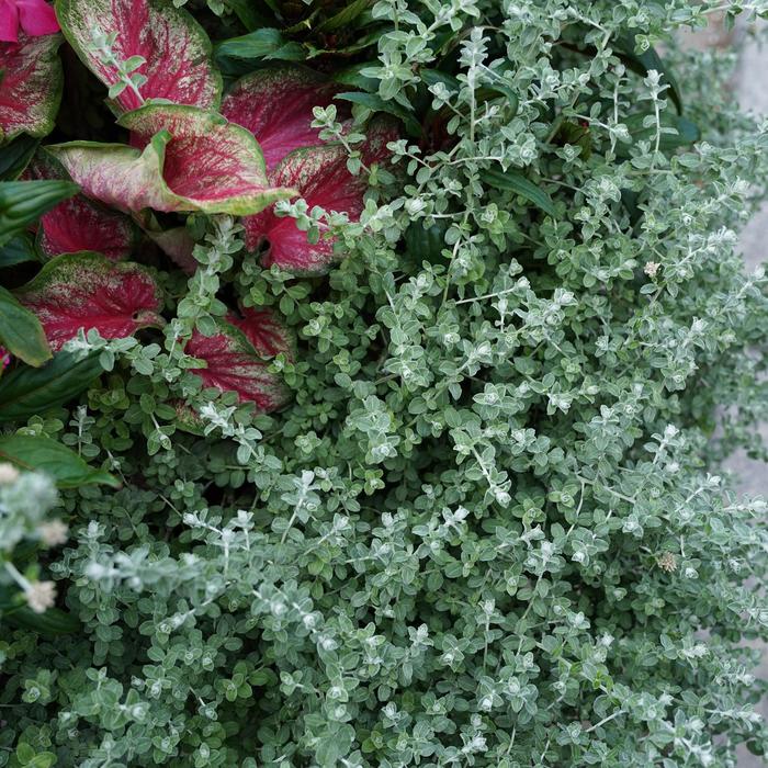 Proven Accents&reg; 'Petite Licorice' - Helichrysum petiolare (Licorice Plant) from Robinson Florists