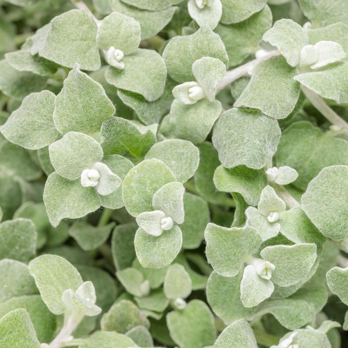 Proven Accents® 'White Licorice' - Helichrysum petiolare (Licorice Plant) from Robinson Florists