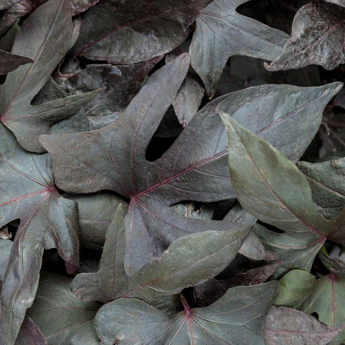 'Blackie' Sweet Potato Vine - Ipomoea batatas from Robinson Florists