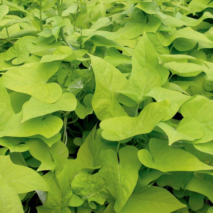 'Margarita' Ornamental Sweet Potato - Ipomoea batatas from Robinson Florists