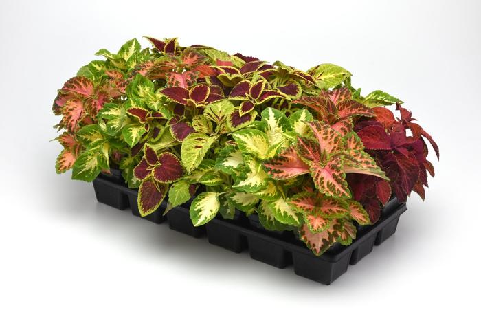 Wizard® 'Select Mix Improved' - coleus from Robinson Florists