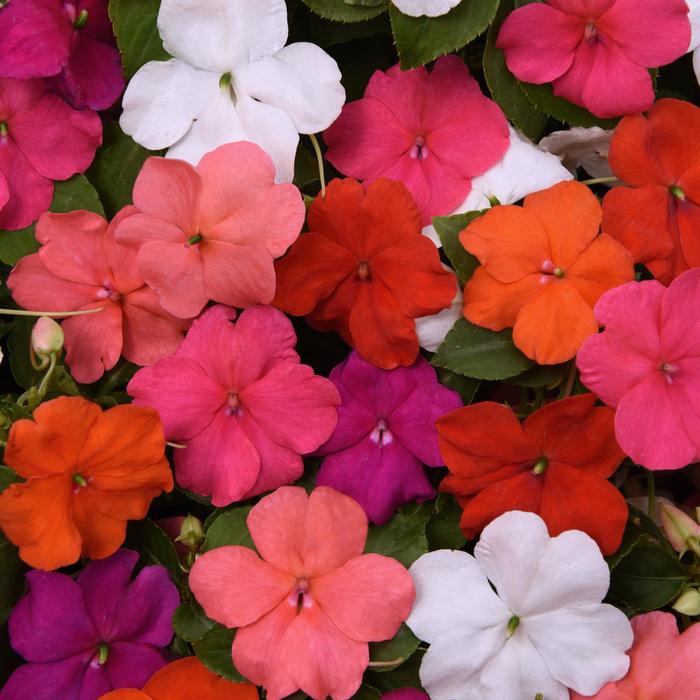 Beacon&reg; 'Formula Mix' - Impatiens walleriana from Robinson Florists