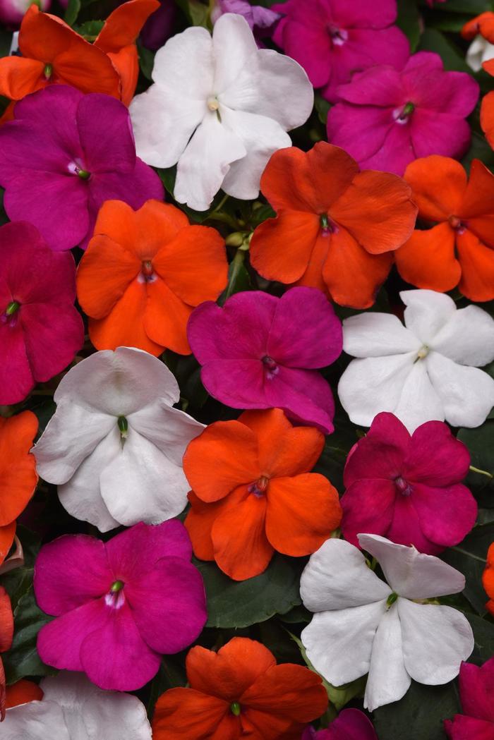 Beacon&reg; 'Lindau Mix' - Impatiens walleriana from Robinson Florists