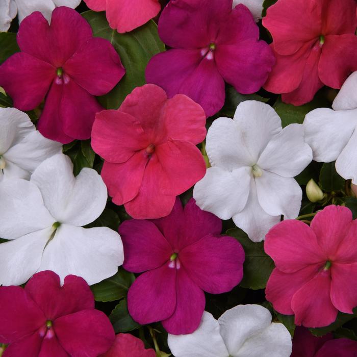Beacon&reg; 'Portland Mix' - Impatiens walleriana from Robinson Florists