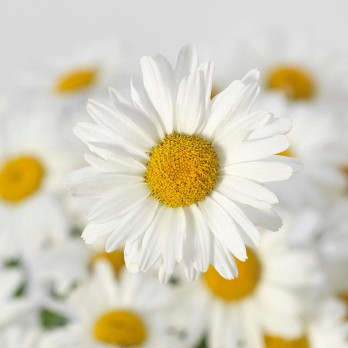 'White Lion' Shasta daisy - Leucanthemum x superbum from Robinson Florists