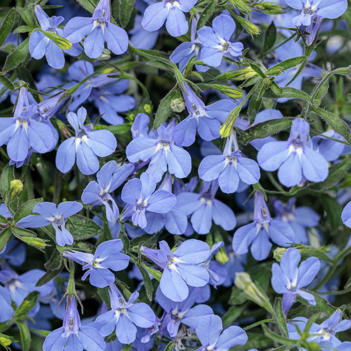 Laguna® ''Sky Blue'' - Lobelia erinus from Robinson Florists