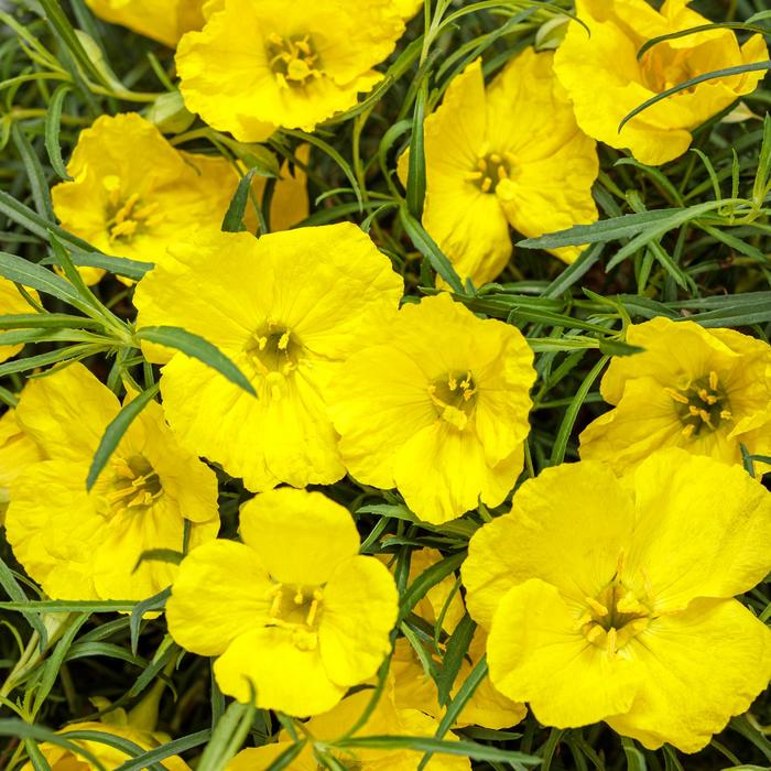 'Ladybird® Sunglow' Texas Primrose - Calylophus from Robinson Florists