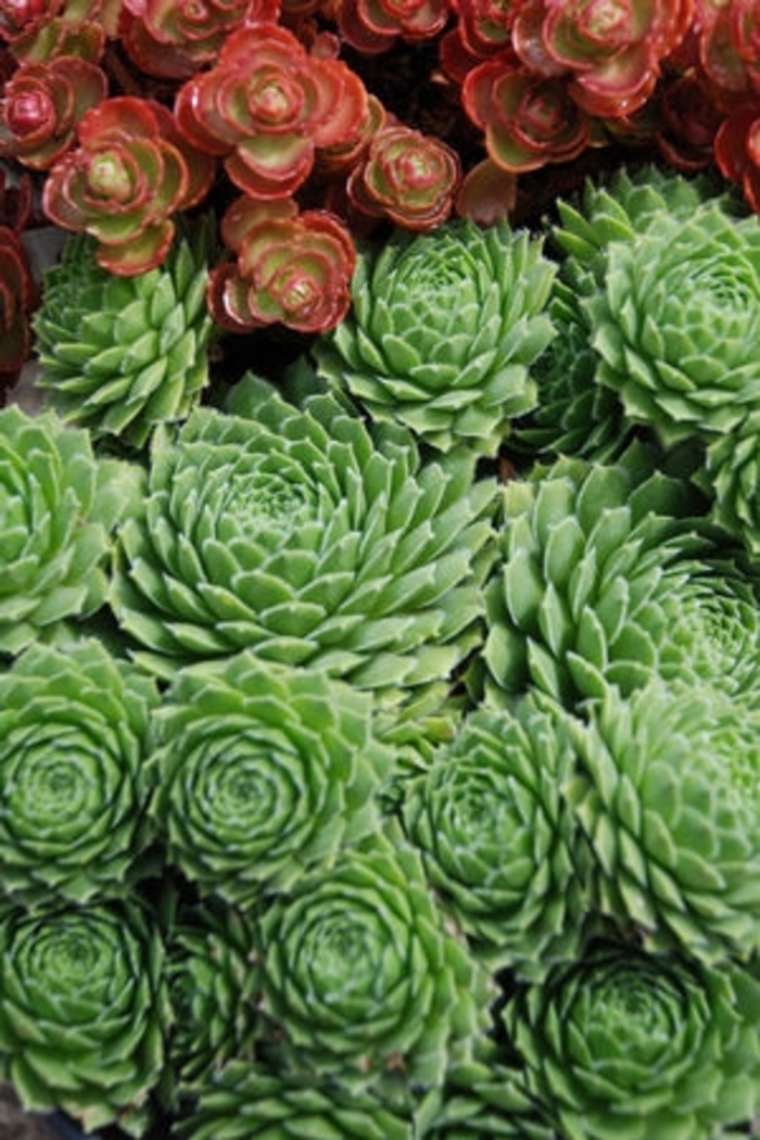 'Braunii' Hen and Chicks - Sempervivum from Robinson Florists