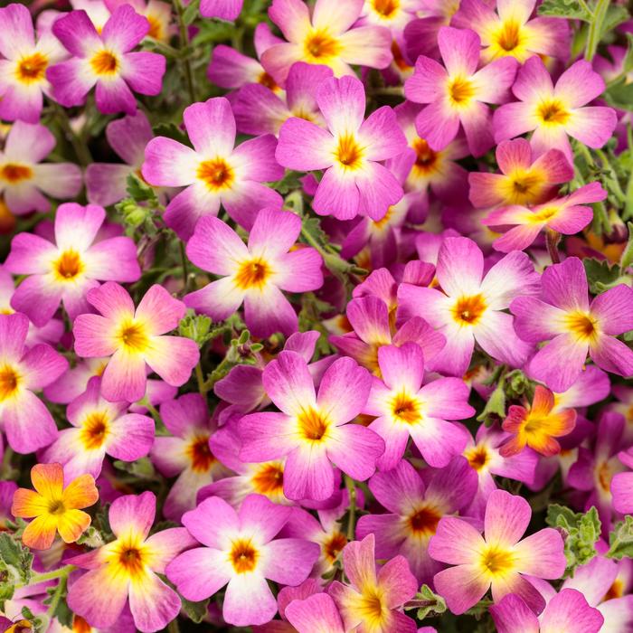 Safari™ 'Dawn' - Jamesbrittenia (South African Phlox) from Robinson Florists