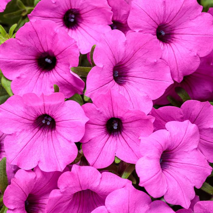 Supertunia Vista® 'Jazzberry®' - Petunia from Robinson Florists