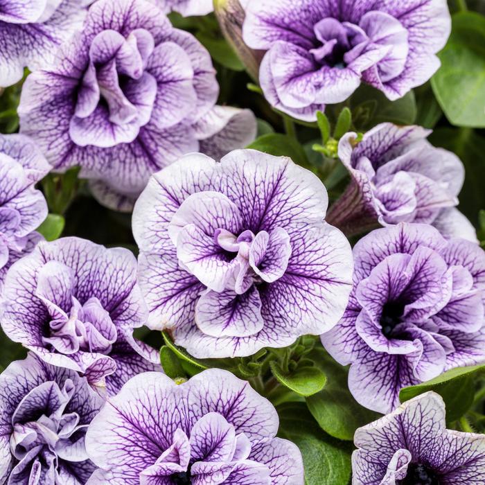 Supertunia® ''Priscilla'' - Petunia from Robinson Florists