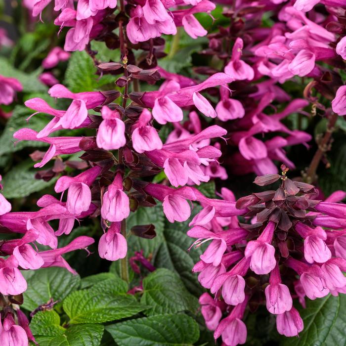 Unplugged® 'Pink' - Salvia (Sage) from Robinson Florists