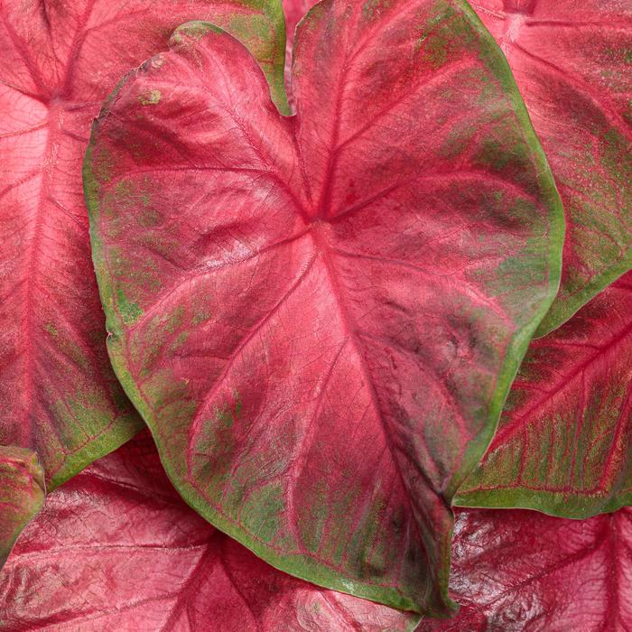 Heart to Heart&reg: 'Hot Flash' - Caladium hortulanum from Robinson Florists