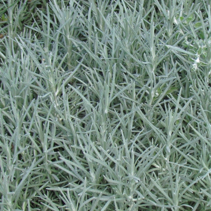 Proven Accents® 'Icicles' - Helichrysum thianschanicum (Licorice Plant) from Robinson Florists