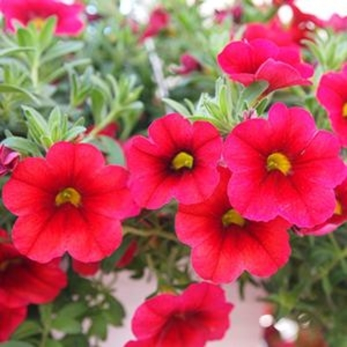 'Bloomtastic Cherry' - Calibrachoa (Million Bells) from Robinson Florists