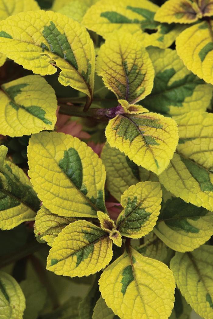 FanciFillers™ 'Guacamole' - Plectranthus from Robinson Florists