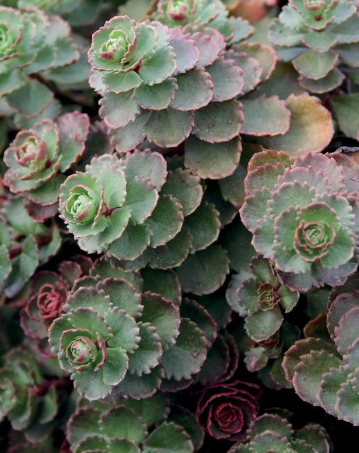 'Dragon's Blood (Roseum)' Stonecrop - Sedum spurium from Robinson Florists