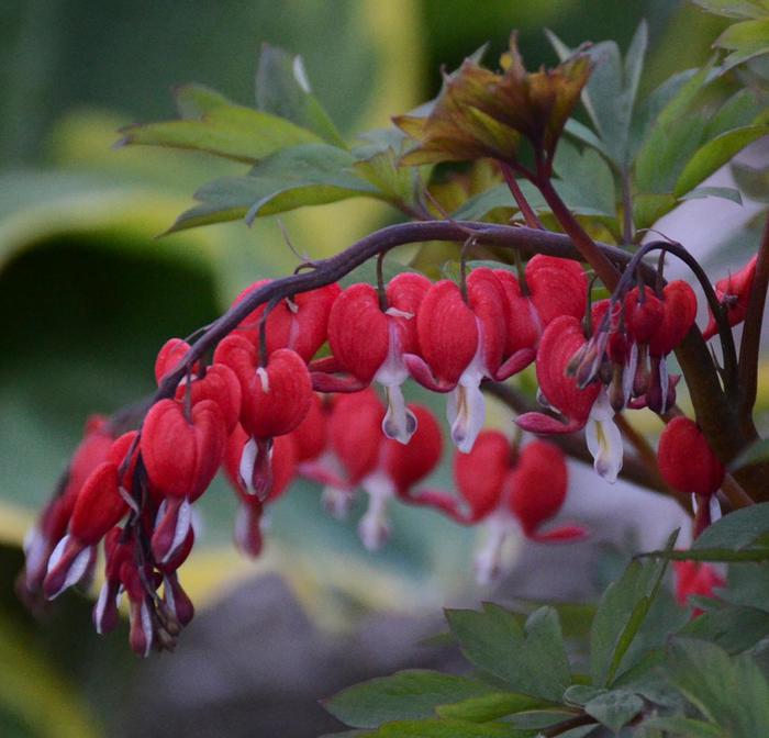 'Valentine®' Bleeding Heart - Dicentra spectabilis from Robinson Florists