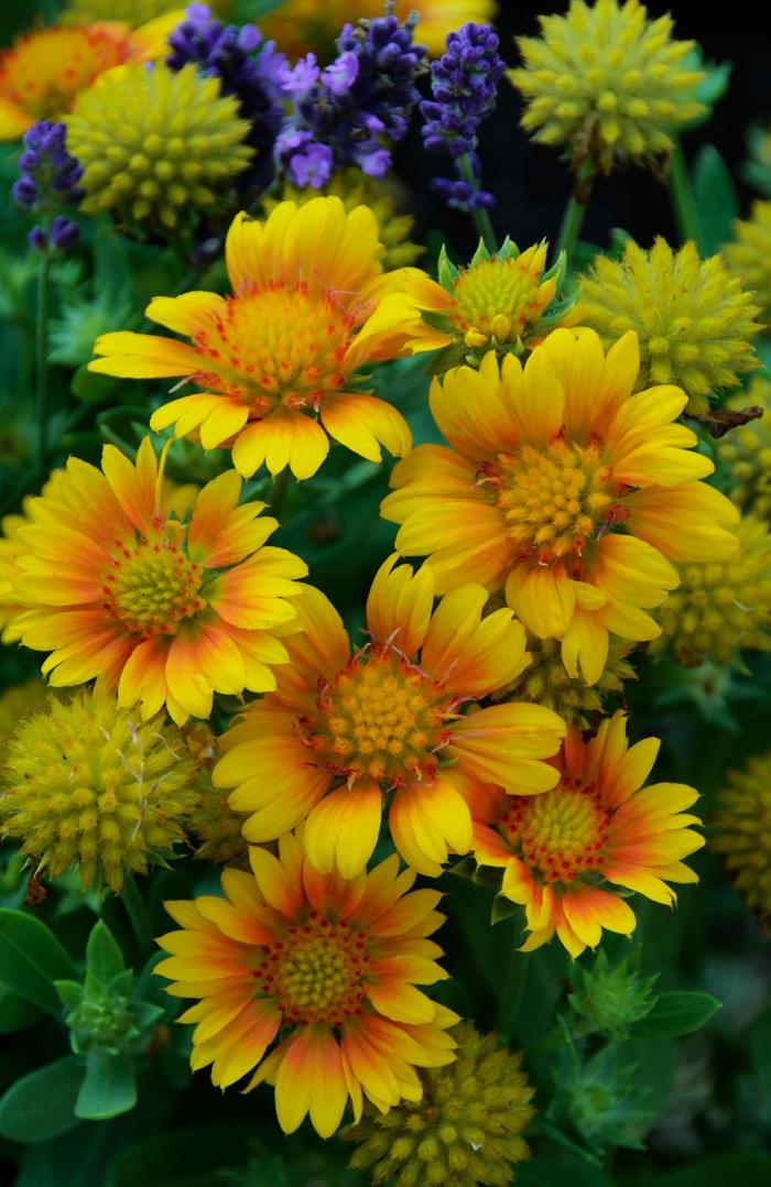 'Arizona Apricot' Blanket Flower - Gaillardia aristata from Robinson Florists