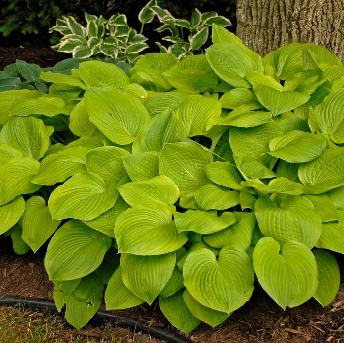 'August Moon' Hosta, Plantain Lily - Hosta from Robinson Florists