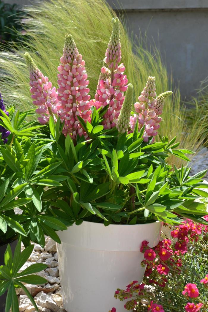 Mini Gallery™ 'Pink Bicolor' - Lupinus polyphyllus () from Robinson Florists