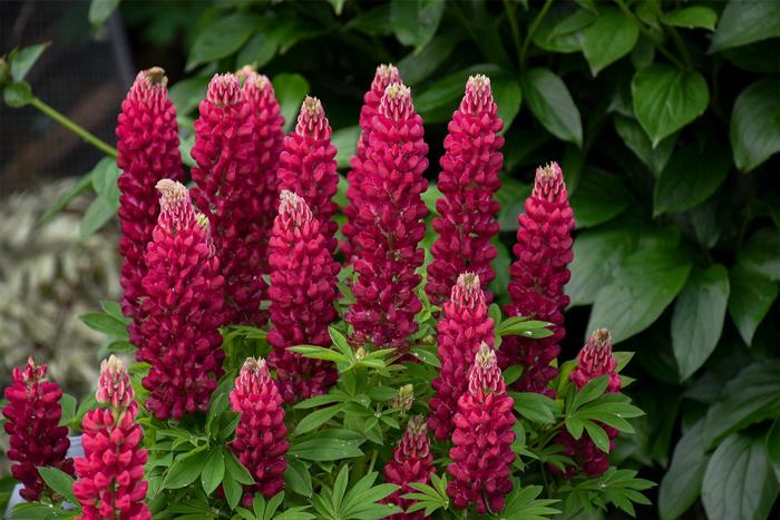 Mini Gallery™ 'Red' - Lupinus polyphyllus () from Robinson Florists
