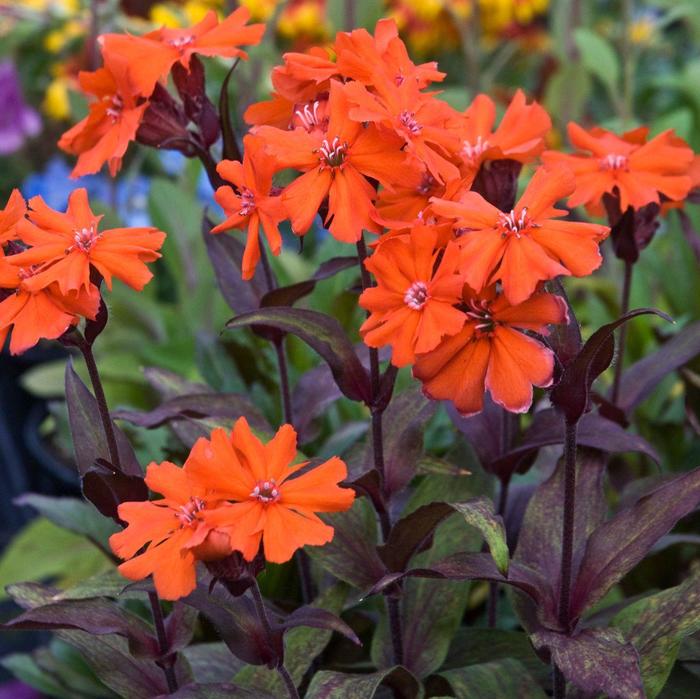 'Orange Gnome (Orange Zwerg)' Catchfly - Lychnis coronaria from Robinson Florists