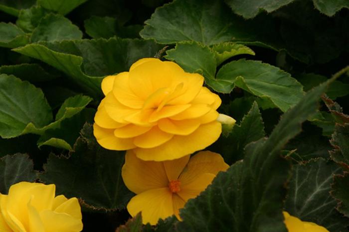 Nonstop® 'Mocca Yellow' - Begonia x tuberhybrida (Tuberous Begonia) from Robinson Florists