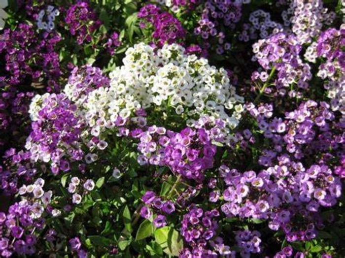 'Silver Stream™' Alyssum - Lobularia from Robinson Florists