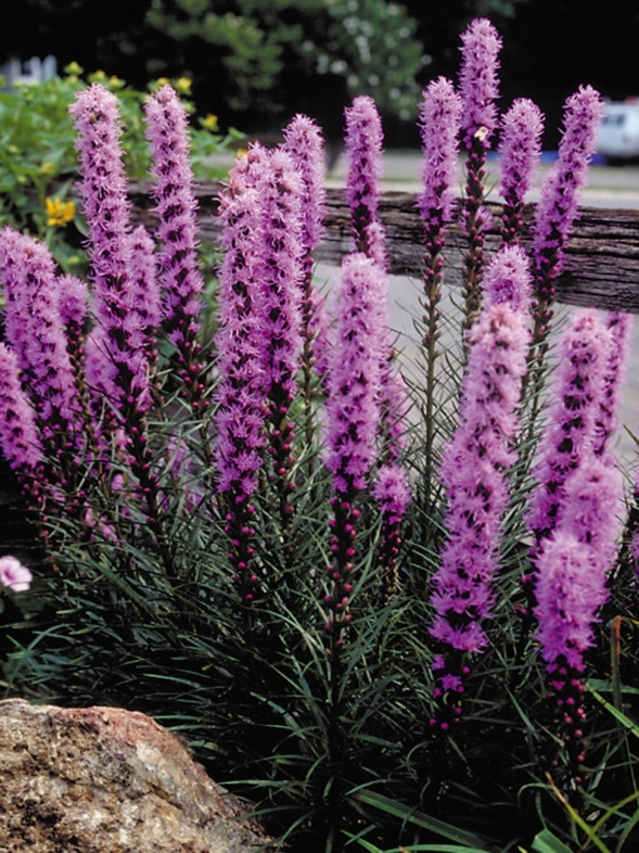 Gayfeather - Liatris spicata from Robinson Florists