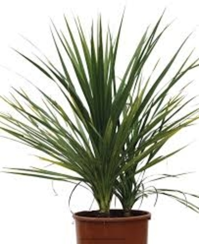 Spikes - Cordyline indivisa from Robinson Florists