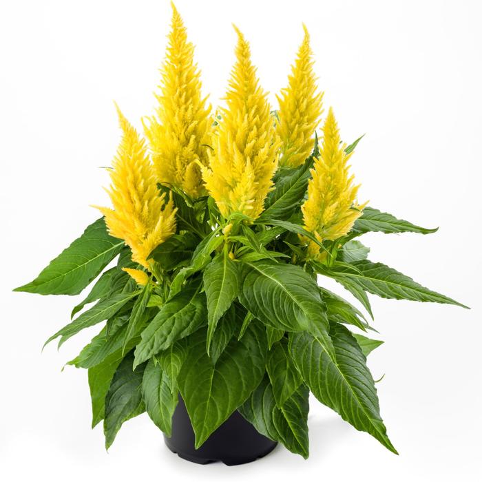 Kelos® Fire Yellow - Celosia spicata (Cockscomb) from Robinson Florists