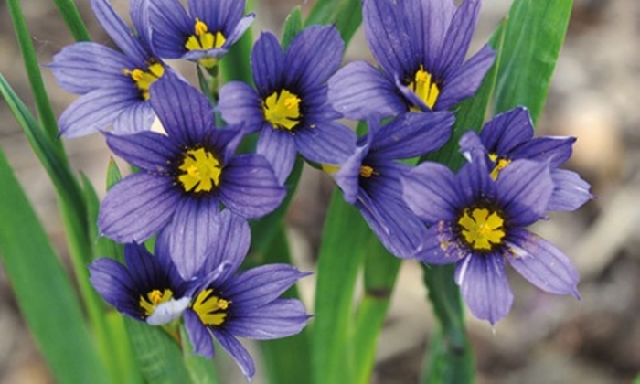 'Moody Blues' Blue-eyed grass - Sisyrinchium from Robinson Florists