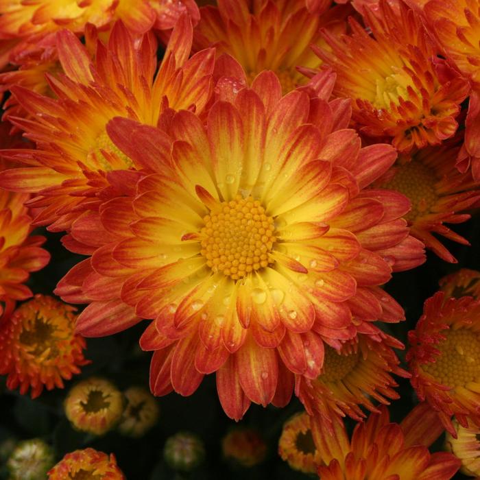 Stacy™ ''Dazzling Orange'' - Chrysanthemum grandiflorum (Garden Mum) from Robinson Florists