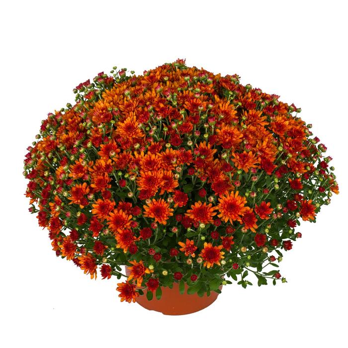 Wanda™ Bronze Garden Mum - Chrysanthemum x morifolium from Robinson Florists