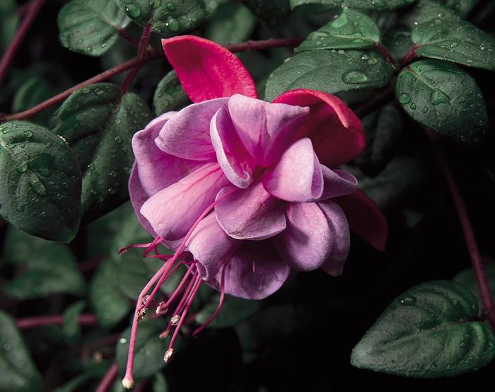 'Blue Eyes' - Fuchsia magellanica from Robinson Florists