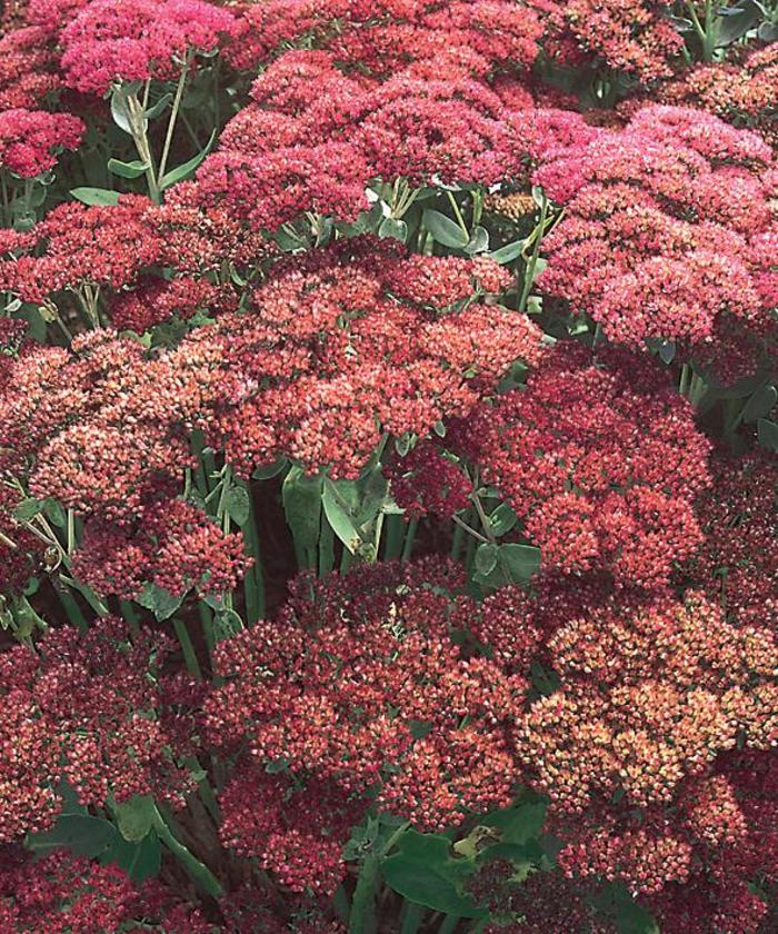 'Autumn Joy' Stonecrop - Sedum spectabile from Robinson Florists